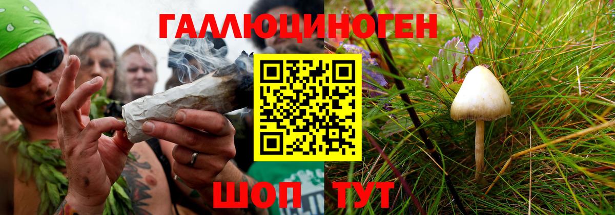 Кубинка  Псилоцибиновые грибы Psilocybine cubensis  Вход с VPN  Псилоцибиновые грибы Psilocybe 